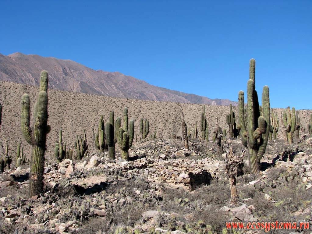 Высокогорная кактусовая пустыня (2500 м над уровнем моря). Парк кактусов - Национальный парк Лос-Кардонес. Восточные склоны Андийского плоскогорья.
Прекордильеры, провинция Сальта (северо-запад Аргентины недалеко от границы с Боливией)