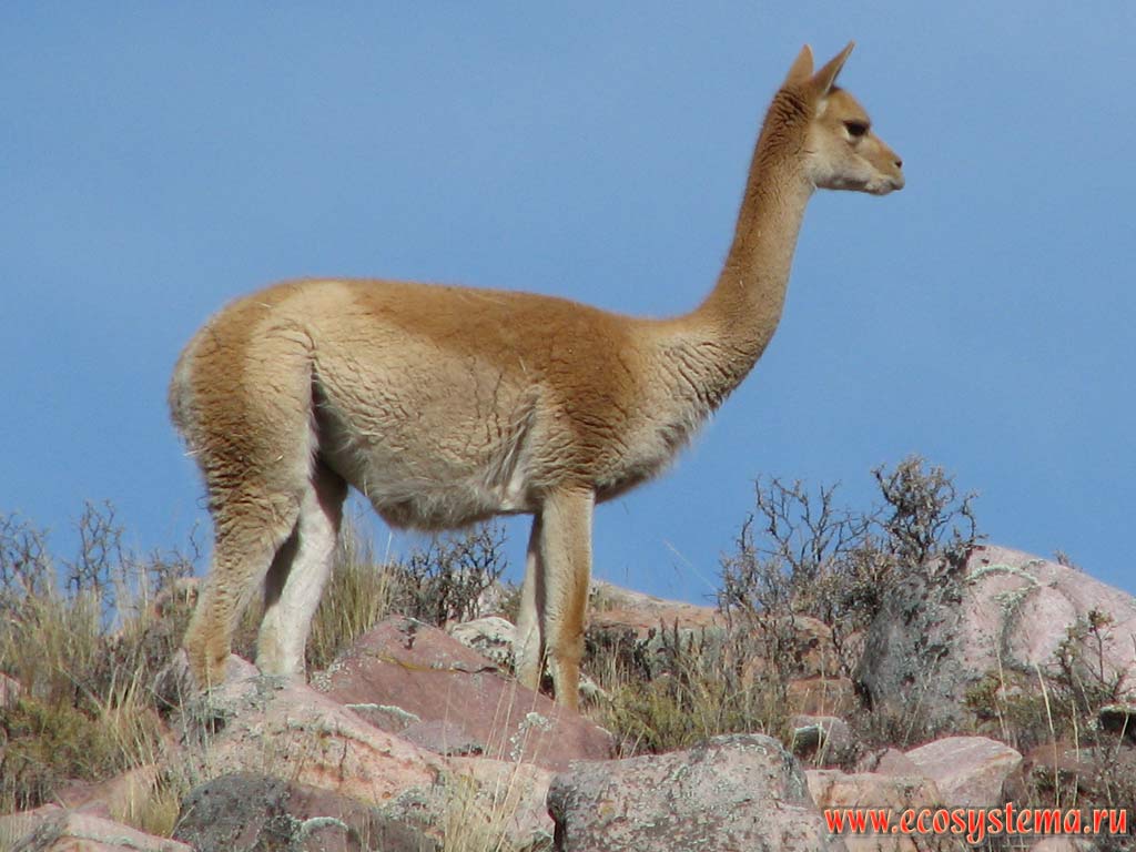 The vicuna (Vicugna vicugna) - one of two wild South American camelids (Artiodactyla order, Tylopoda suborder, Camelidae family).
Precordillera, Jujuy Province, Northwest Argentina not far from the Bolivia border