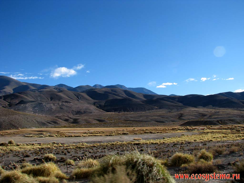 Полупустынные сухие горные злаковые степи на Андийском плоскогорье.
Прекордильеры, провинция Кордова (Кордоба), северо-запад Аргентины