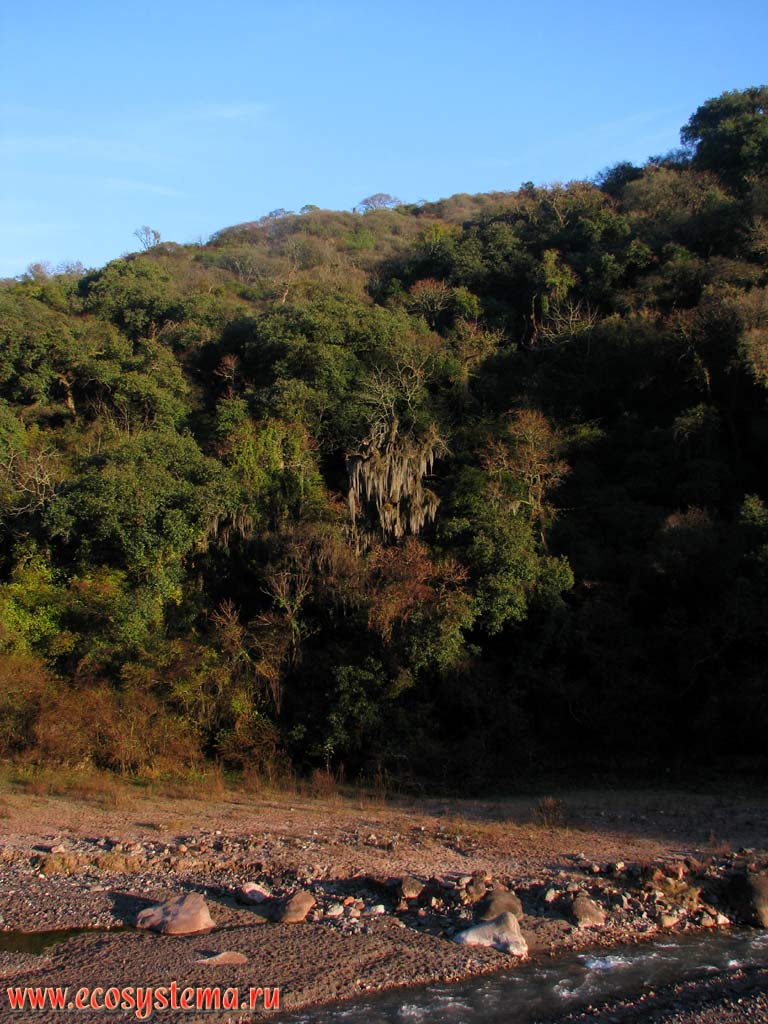Облачные леса, или сельва-нублада - тип растительности латиноамериканских среднегорий, получающих влагу из облаков.
Высота - около 3000 м над уровнем моря. Национальный парк Калилегуа, Прекордильеры, провинция Жужуй
(северо-запад Аргентины, на границе с Боливией)