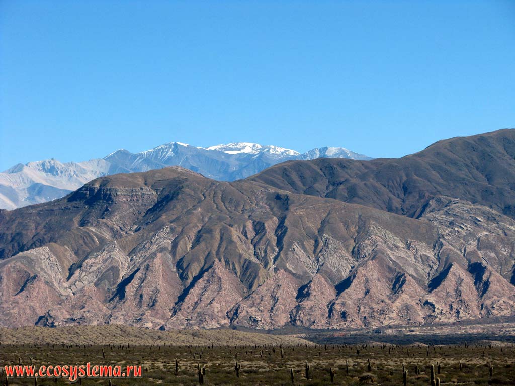 The Central Andean dry puna - the mountain (alpine) grassland. The cactus desert (Los Cardones National Park) on the foreground and the Precordillera peaks
(6700 meters above sea level) on the background. Precordillera, Salta Province, Northwest Argentina