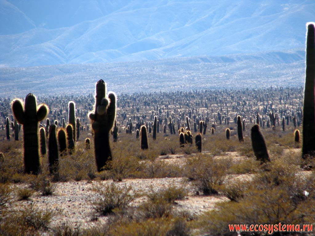 Высокогорная кактусовая пустыня (2500 м над уровнем моря). Парк кактусов - Национальный парк Лос-Кардонес.
Восточные склоны Андийского плоскогорья. Прекордильеры, провинция Сальта (северо-запад Аргентины)