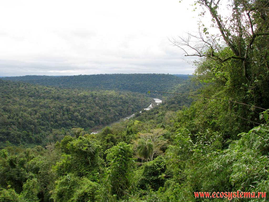 Evergreen subtropical forest in the Mocona river valley (Parana river basin).
South of Brazilian Highlands, Misiones province, Argentina