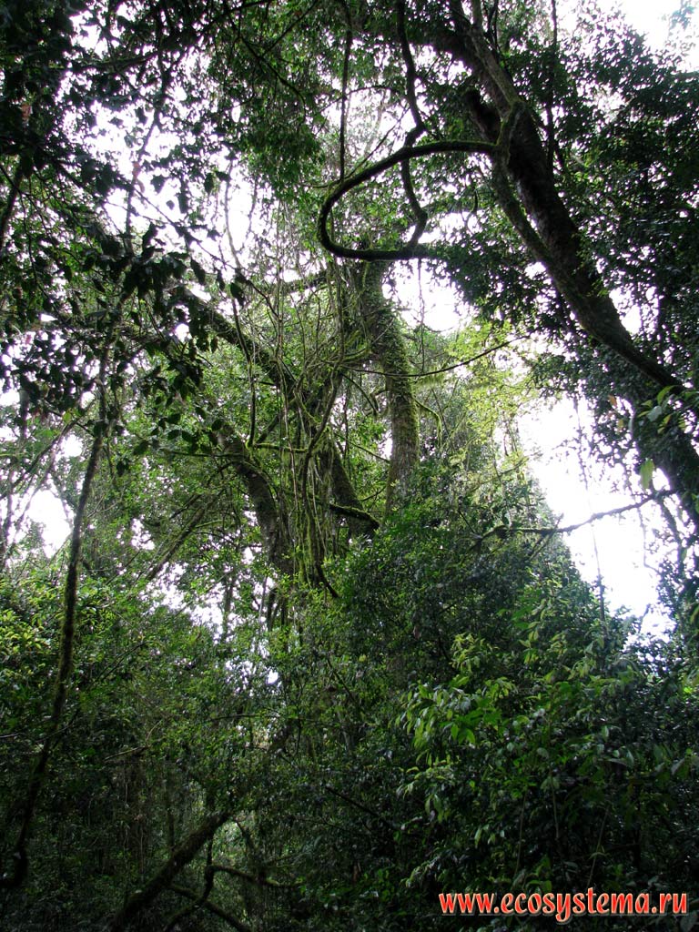 Tree crown space in the evergreen subtropical forest in the Mocona river valley (Parana river basin).
Mocona Provincial Park, south of Brazilian Highlands, Misiones province, Argentina