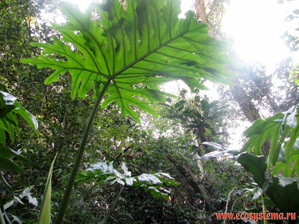 The leaf of the Giant Philodendron (Philodendron giganteum, Araceae family). Evergreen subtropical forest in the Mocona river valley (Parana river basin).
Mocona Provincial Park, south of Brazilian Highlands, Misiones province, Argentina