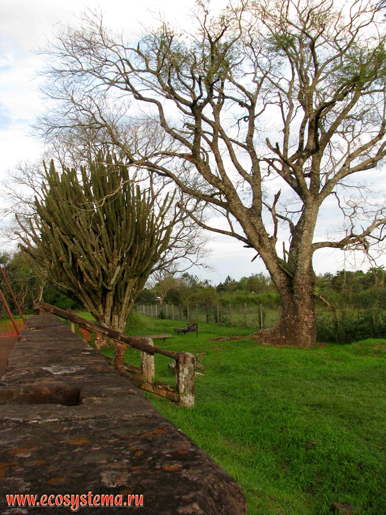 Old deciduous tree on the territory of the San Ignacio Mini Jesuit Mission. Misiones province, Argentina