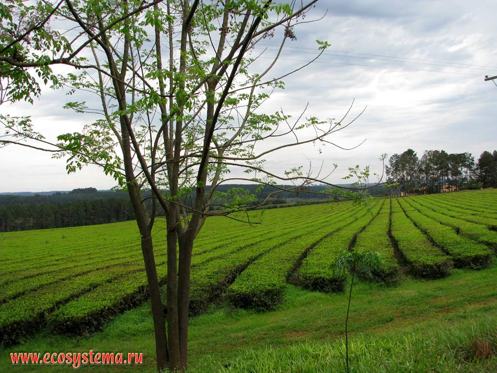 The  tea-garden (Camellia, or Thea, plantation) in the Misiones province, Argentina