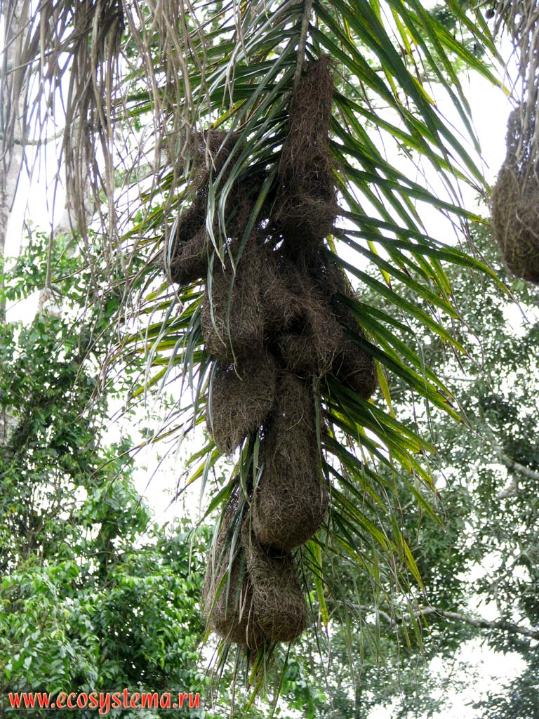 Гнездовая колония трупиалов, или Кассиков (семейство Icteridae, отряд Воробьинообразные - Passeriformes) на дереве.
Провинция Мисьонес, Аргентина