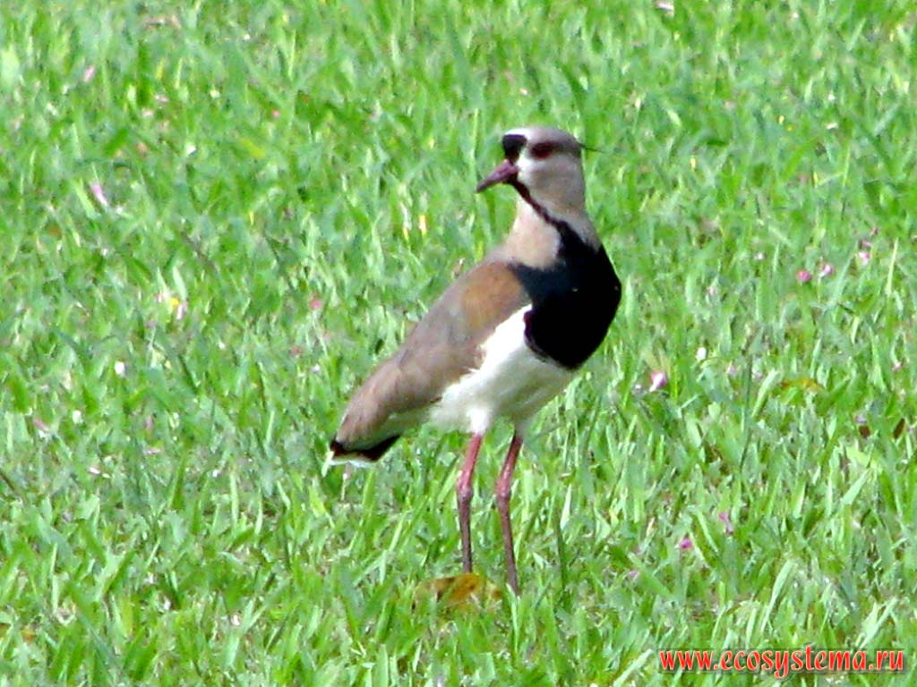 The Southern Lapwing (Vanellus chilensis) on the meadow. Misiones province, Argentina