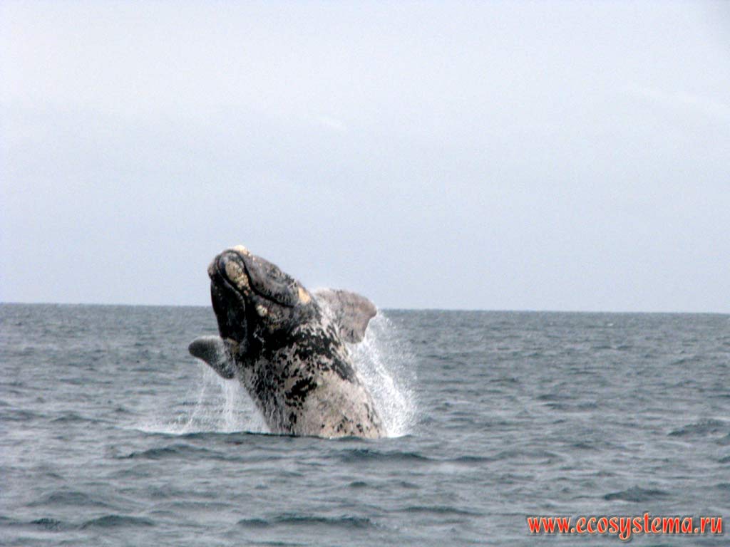 The typical to the Southern Right Whale (Eubalaena australis) breaching (jumping out of the water).
Also the white patches on the sides of the body are visible. The Golfo Nuevo Bay, Atlantic ocean, Chubut Province, Southeast Argentina