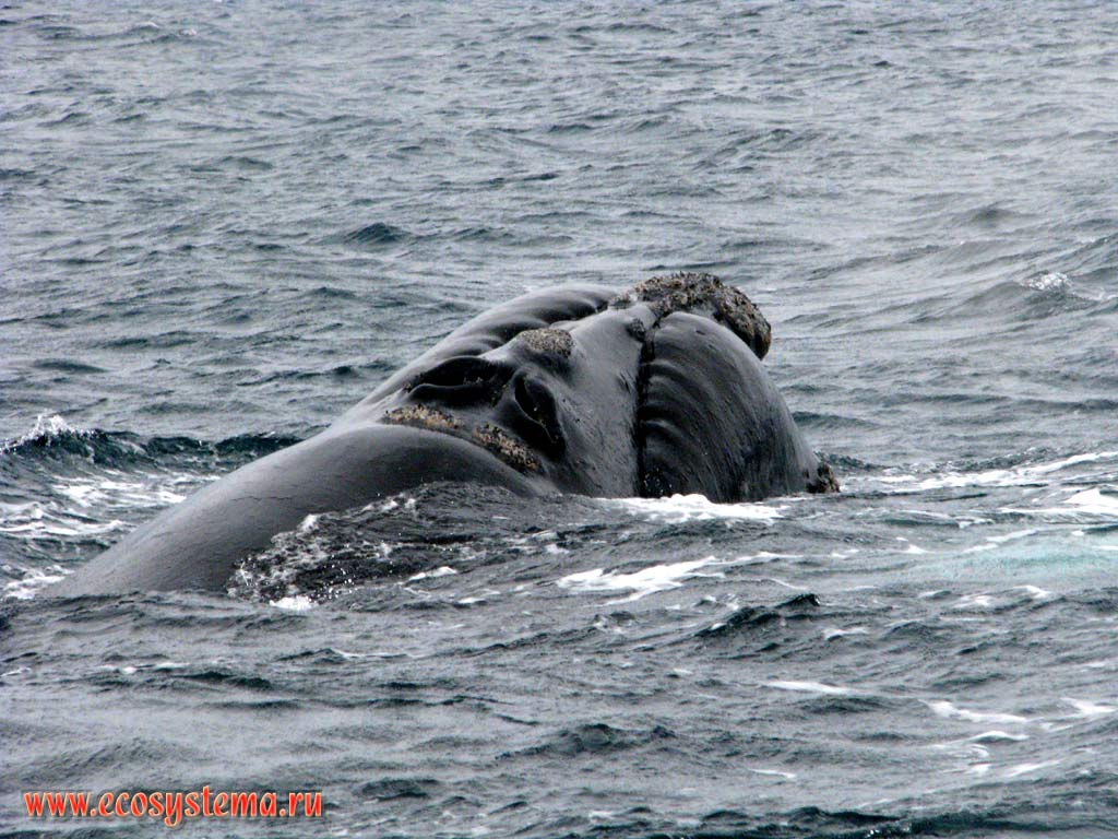 Голова южного гладкого кита (Eubalaena australis) с характерным для данного вида кожным наростом, покрытым различными паразитическими ракообразными
(бокоплавами и морскими уточками), а также косо расположенными дыхалами (дающими характерный V-образный фонтан).
Залив Гольфо-Нуэбо, провинция Чубут, юго-восточная Аргентина