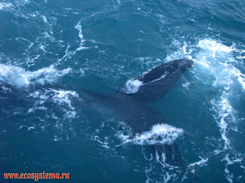 Южный гладкий, или южный настоящий, или южный полярный, или австралийский кит (Eubalaena australis) в воде.
Залив Гольфо-Нуэбо, провинция Чубут, юго-восточная Аргентина