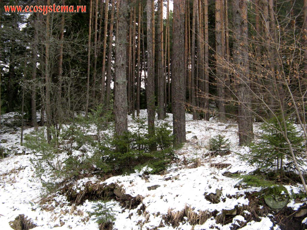 Опушка светлохвойного леса с подростом ели и пихты.
Высота около 1500 метров над уровнем моря. Южная Болгария, горная система Западные Родопы, горы Пирин