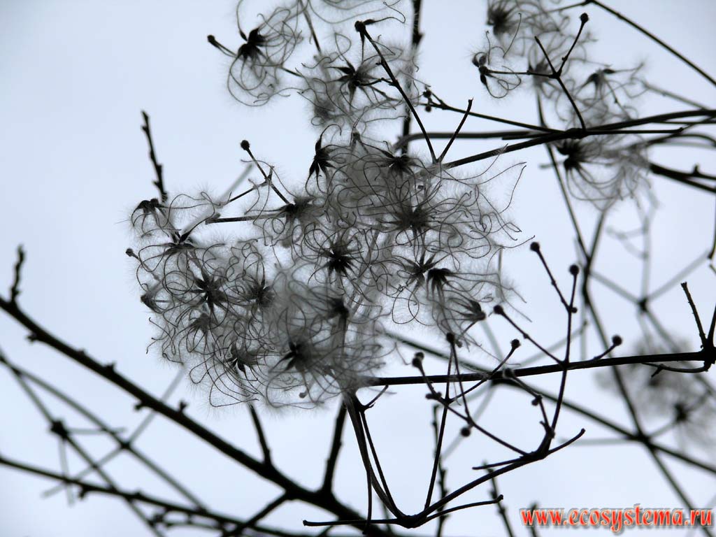 The Clematis branches with hair-like (capillaceous) seeds. Pine forest edge in the Pirin Mountains slope at 1500 meters above sea level. Southern Bulgaria, Rodopi Mountains