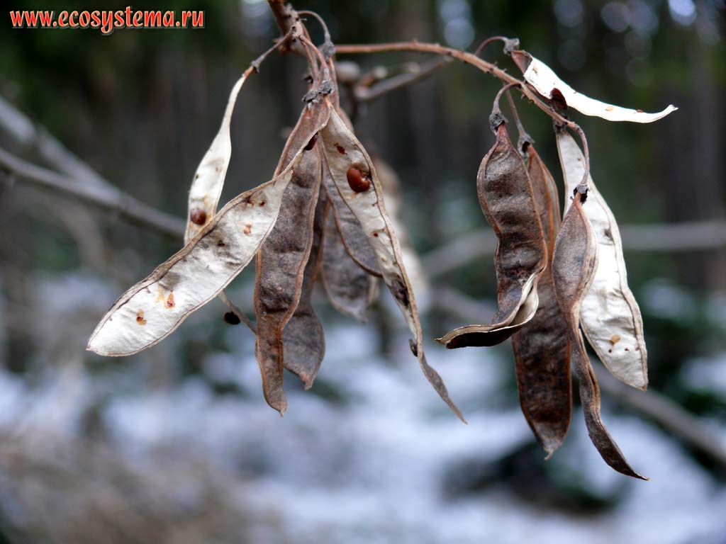 Плоды (бобы) робинии, или псевдоакации (Robinia pseudoacacia). Опушка светлохвойного леса в горах на высоте
около 1500 м над уровнем моря. Южная Болгария, горная система Западные Родопы, горы Пирин
