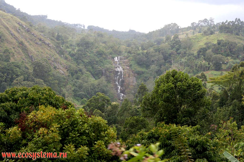 Склоны гор Центрального массива (юг острова), покрытые влажными тропическими лесами субэкваториального пояса.
Остров Шри-Ланка, Центральная провинция, окрестности города Канди (Kandy)