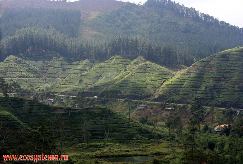 The Central Massif mountains covered by tea and coniferous (pine) forest plantations. Sri Lanka Island, Central Province