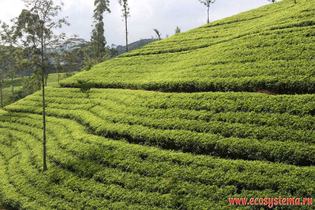 Чайные плантации на склонах гор Центрального массива. Остров Шри-Ланка, Центральная провинция