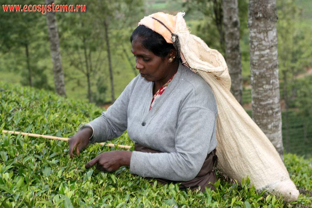 Сбор урожая на чайных плантациях в горах Центрального массива. Остров Шри-Ланка, Центральная провинция