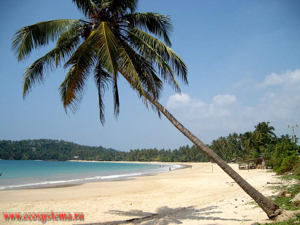 Песчаные пляжи южного побережья Шри-Ланки и кокосовая пальма. Остров Шри-Ланка, Южная провинция, Марисса (Marissa)