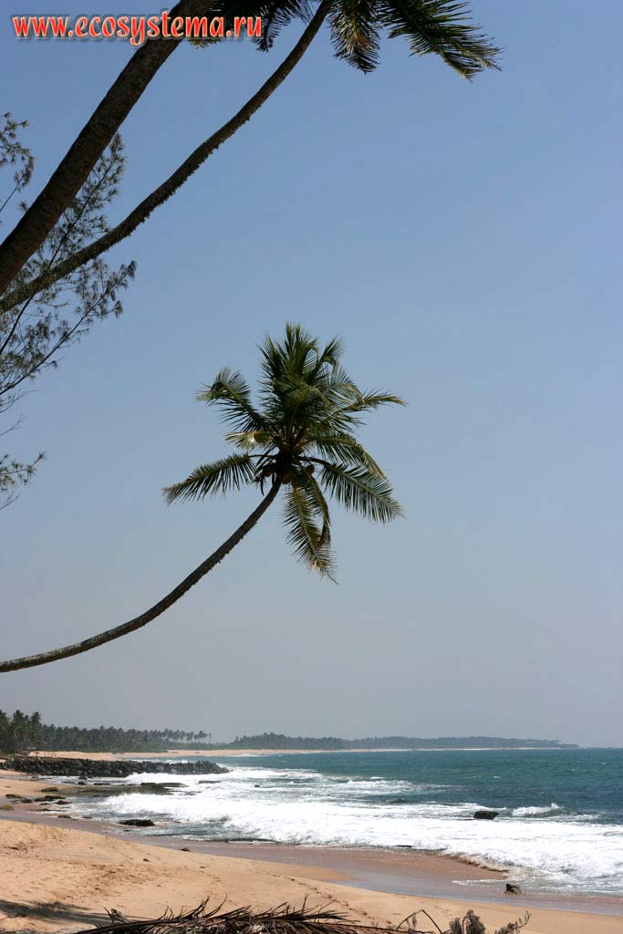 Sandy beach and coconut trees (Cocos nucifera, the Palm family - Palmaceae)
on the Sri Lanka south coast. Sri Lanka Island, Southern Province, Marissa area