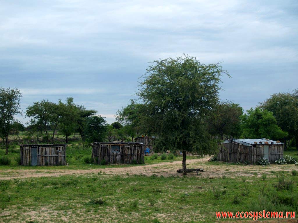 Xerophytic tropical savanna sparse growth and local people cabins. South African Plateau, Cahama (Kahama) area, Cunene province, southern Angola