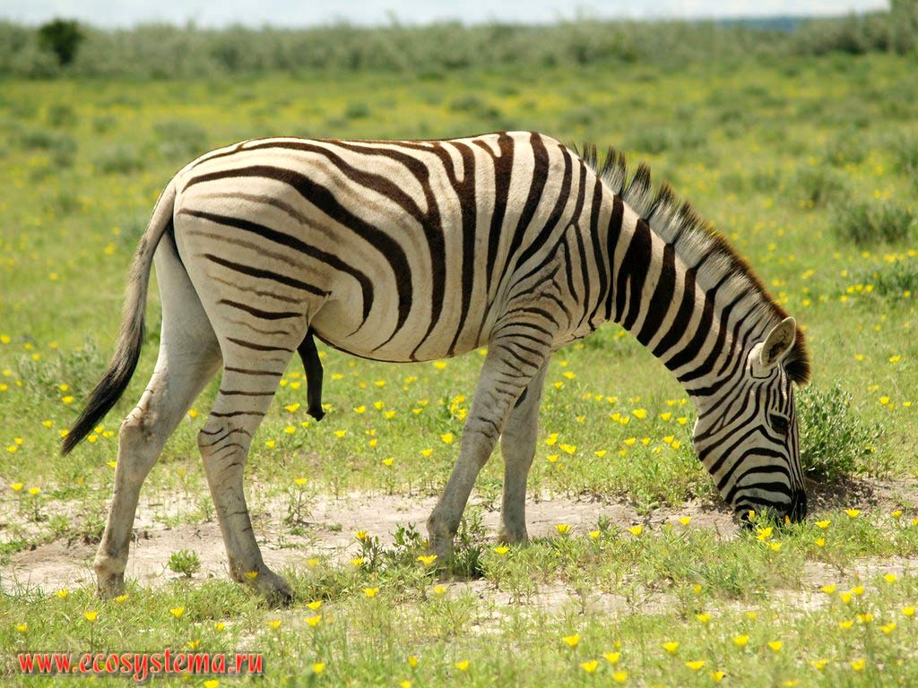 The Plains zebra (Equus quagga burchellii subspecies) in savanna. Etosha, or Etoshа Pan National Park, South African Plateau, northern Namibia