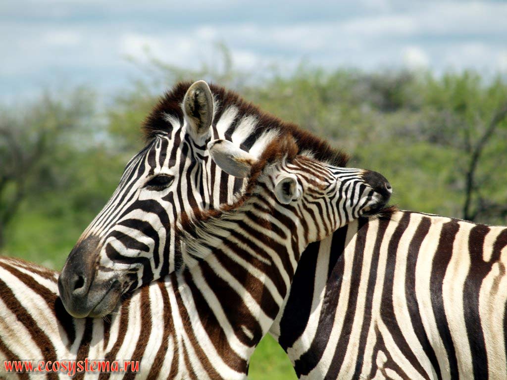 The foal and the female of a Plains zebra (Equus quagga burchellii subspecies) in savanna. Etosha, or Etosh� Pan National Park, South African Plateau, northern Namibia