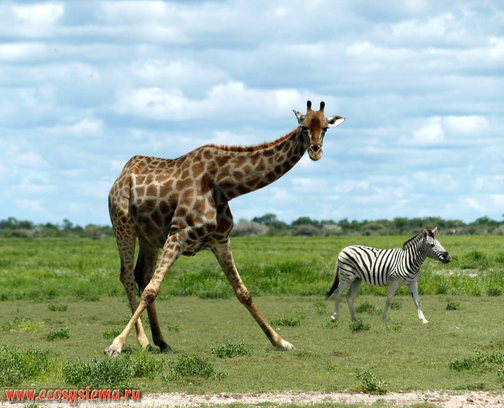 Жираф (Giraffa camelopardalis) (семейство Жирафовые - Giraffidae, отряд Парнокопытные - Artiodactyla) во время кормежки (пастьбы).
Национальный парк Этоша, Южно-Африканское плоскогорье, северная Намибия