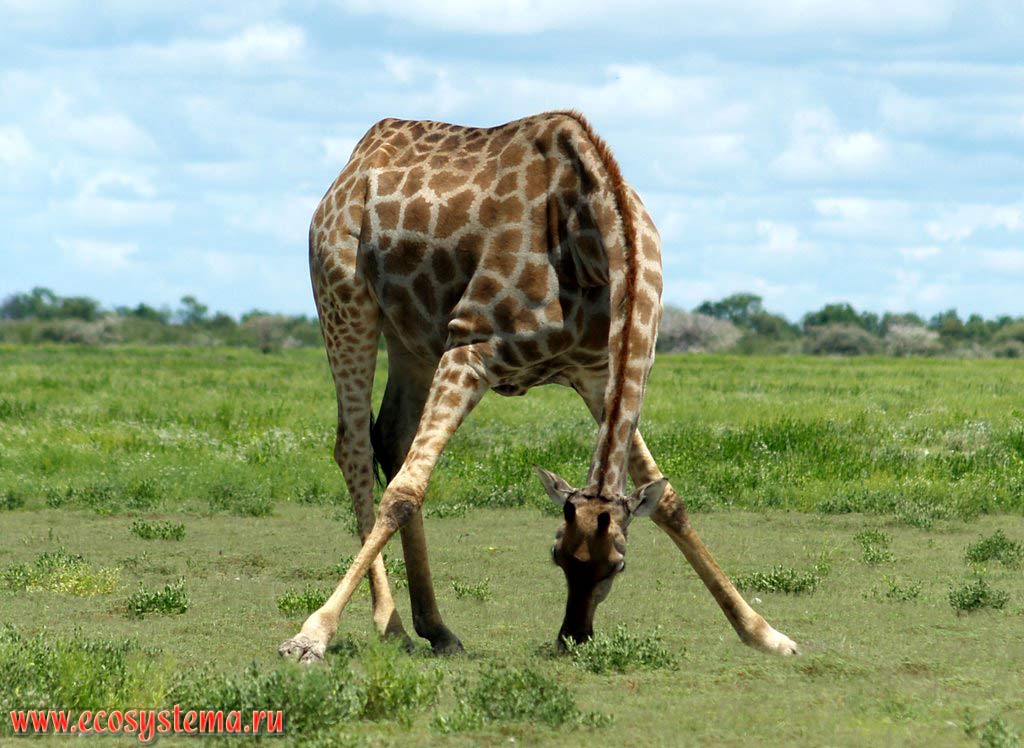 Жираф (Giraffa camelopardalis) (семейство Жирафовые - Giraffidae, отряд Парнокопытные - Artiodactyla) во время кормежки (пастьбы).
Национальный парк Этоша, Южно-Африканское плоскогорье, северная Намибия