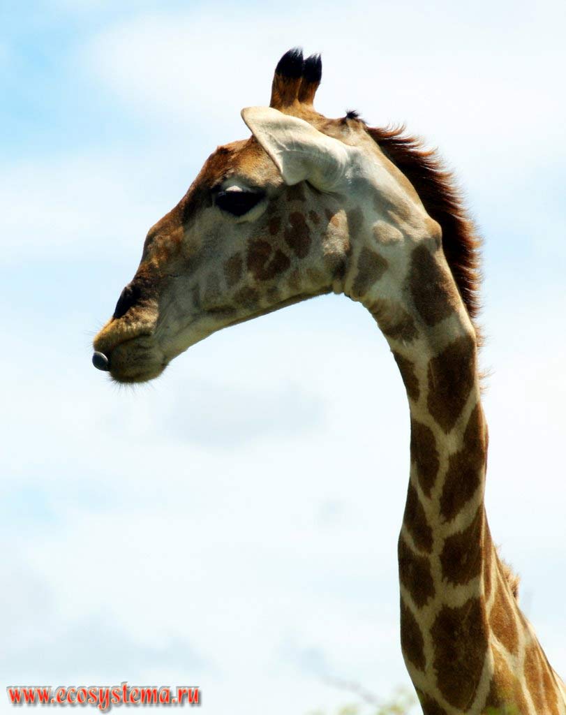 Голова жирафа (Giraffa camelopardalis) на тонкой шее.
Национальный парк Этоша, Южно-Африканское плоскогорье, северная Намибия