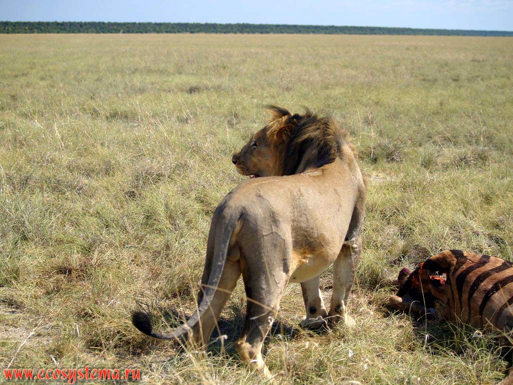 Взрослый самец льва (Panthera leo) около своей добычи - убитой равнинной зебры. Национальный парк Этоша, Южно-Африканское плоскогорье, северная Намибия
