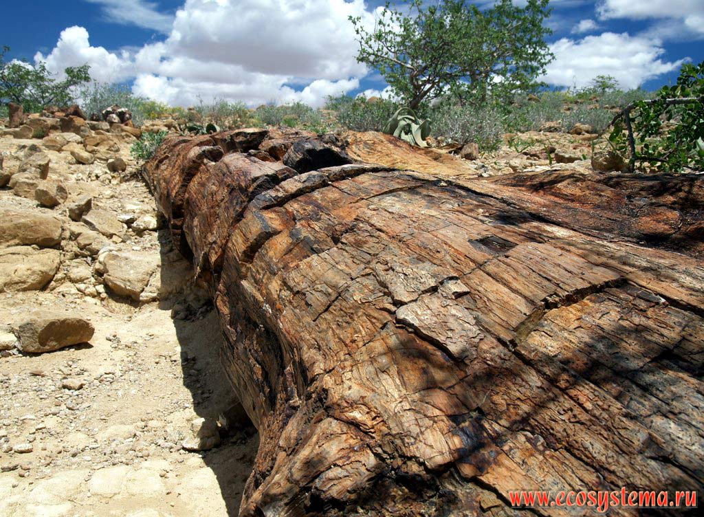 Petrified forest (fossilized tree trunk) in the northern Namibia savanna. Fransfontein area, South African Plateau