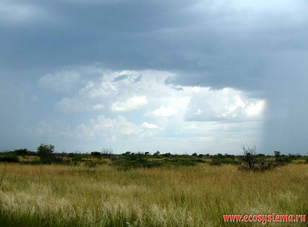 Ксерофитные тропические саванновые редколесья в Ботсване. Южно-Африканское плоскогорье, Южная Африка
