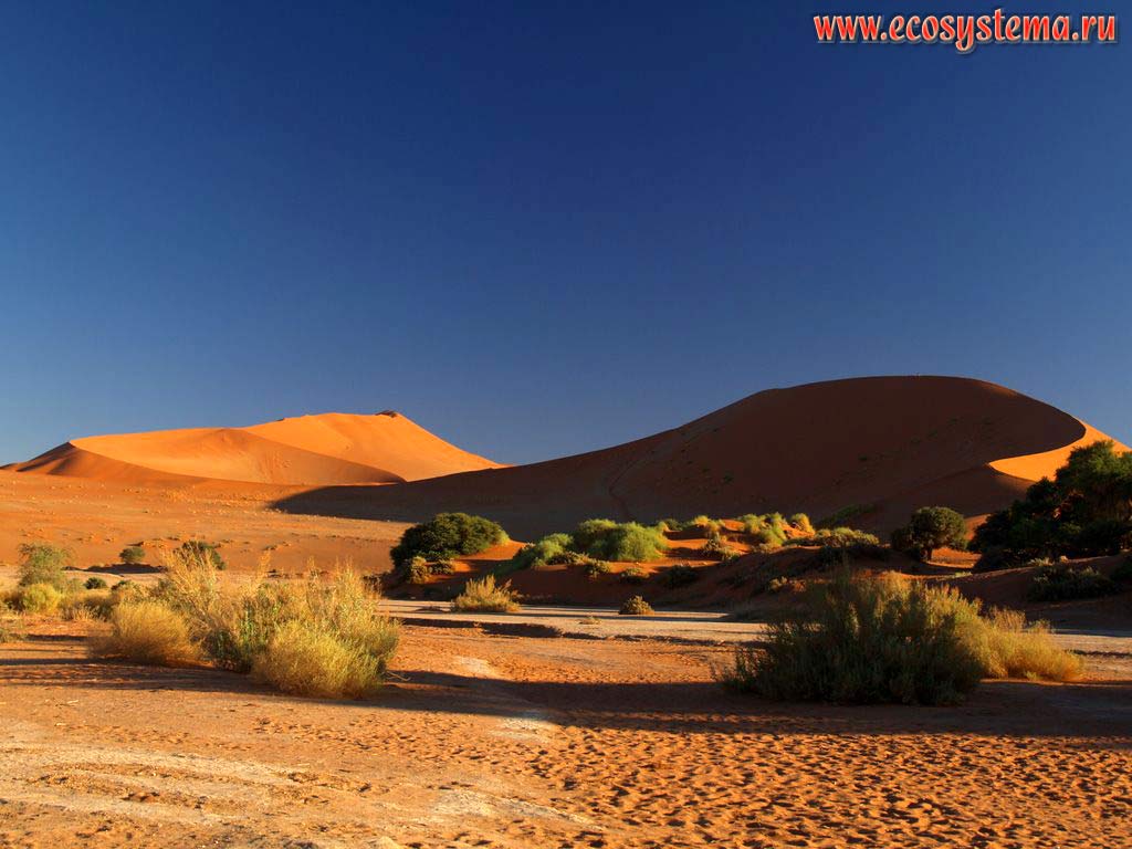 The xerophytic bush vegetation in the sandy Namib Desert. Leeward desert dunes slopes are far away (in the shadow).
«Sossusvlei red dunes», Namib Desert, Namib-Naukluft National Park, South African Plateau, Central Namibia