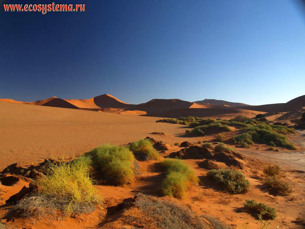 The xerophytic bush vegetation in the sandy Namib Desert with desert sandy dunes in the distance.
«Sossusvlei red dunes», Namib Desert, NamibRand Nature Reserve, Namib-Naukluft National Park, South African Plateau, Central Namibia