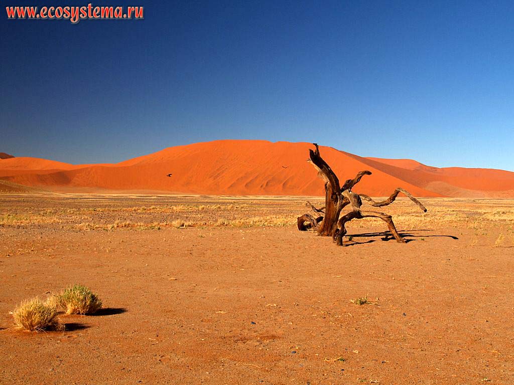 Ксерофитная растительность в песчаной пустыне Намиб с грядовыми песками (образованными барханами) вдали. Соссусвлей (Сосусвли, Sossusvlei),
заповедник Намиб Рэнд (NamibRand Nature Reserve), национальный парк Намиб-Науклюфт (Namib-Naukluft National Park),
Южно-Африканское плоскогорье, центральная Намибия