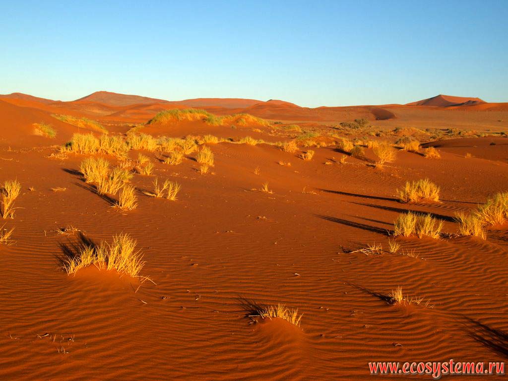 Sandy desert dunes overgrowing with xerophytic vegetation in the Namib Desert.
«Sossusvlei red dunes», Namib Desert, NamibRand Nature Reserve, Namib-Naukluft National Park, South African Plateau, Central Namibia