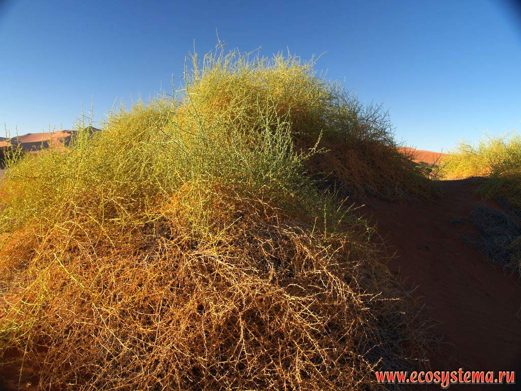 The xerophytic desert vegetation in the sandy Namib Desert.
«Sossusvlei red dunes», Namib Desert, NamibRand Nature Reserve, Namib-Naukluft National Park, South African Plateau, Central Namibia