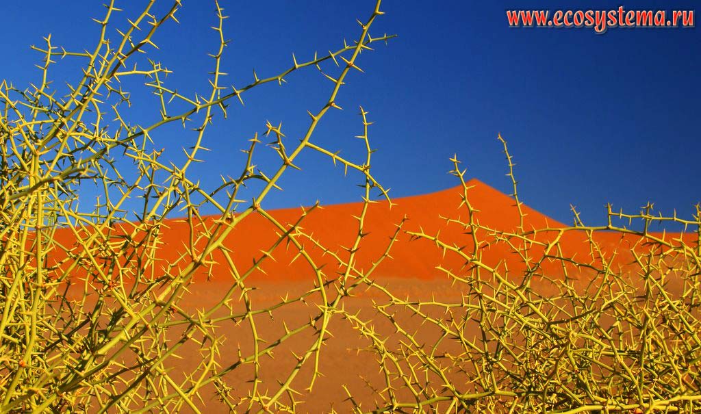 Ксерофитная растительность в песчаной пустыне Намиб. Окрестности Соссусвлей (Сосусвли, Sossusvlei), заповедник Намиб Рэнд
(NamibRand Nature Reserve), национальный парк Намиб-Науклюфт (Namib-Naukluft National Park), Южно-Африканское плоскогорье, центральная Намибия