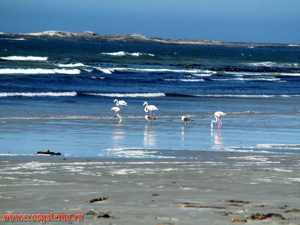 Обыкновенные, или розовые фламинго (Phoenicopterus roseus) на песчаном пляже на берегу Атлантического океана.
Западное побережье Африки, юг Намибии, окрестности города Людериц (Luderitz)
