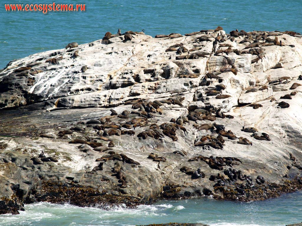 The Brown Fur Seal (Arctocephalus pusillus, Otariidae family) breeding colony on the Atlantic ocean shore. African West coast, Southern Namibia, Luderitz area