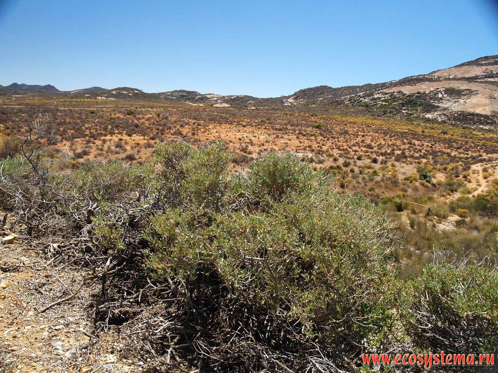 The xerophytic vegetation in the stony (rocky) semidesert. Southern Namibia, Noordoewer area (near the border with South African Republic), South African Plateau