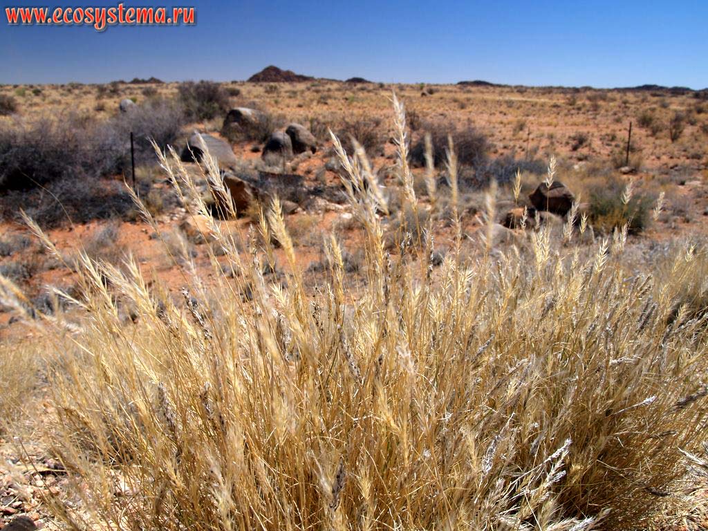 Ксерофитная растительность в южноафриканской субтропической полупустыне.
Окрестности города Апингтон (Upington), Южно-Африканское плоскогорье, север ЮАР, Северо-Капская провинция
