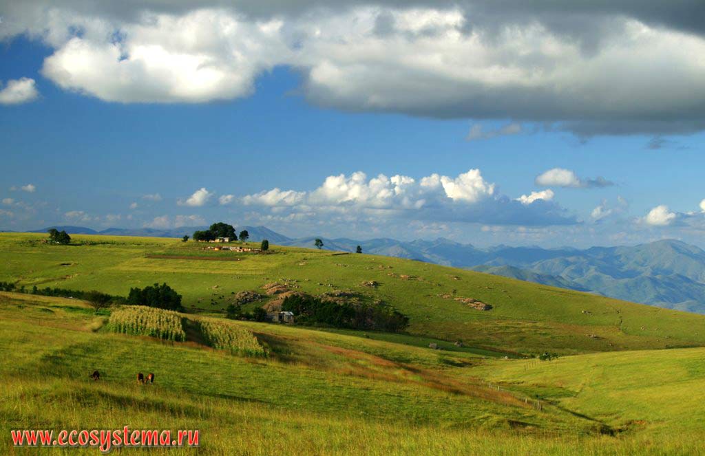 Subtropical African grassland (meadows) - «veld» on the eastern slopes of Drakensberg Mountains after the rainy season (summer of the southern hemisphere)
South African Plateau, Swaziland