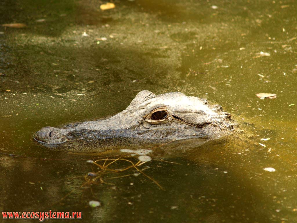Нильский крокодил (Crocodylus niloticus) (семейство Настоящие крокодилы, Crocodylidae) в воде. Зоопарк на мысе Видал (Cape Vidal), восток ЮАР