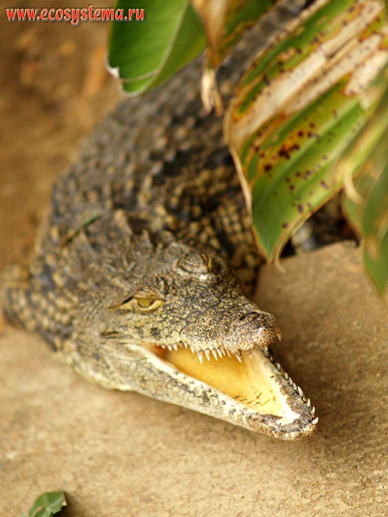 Молодой нильский крокодил (Crocodylus niloticus) (семейство Настоящие крокодилы,
Crocodylidae) в воде. Зоопарк на мысе Видал (Cape Vidal), восток ЮАР