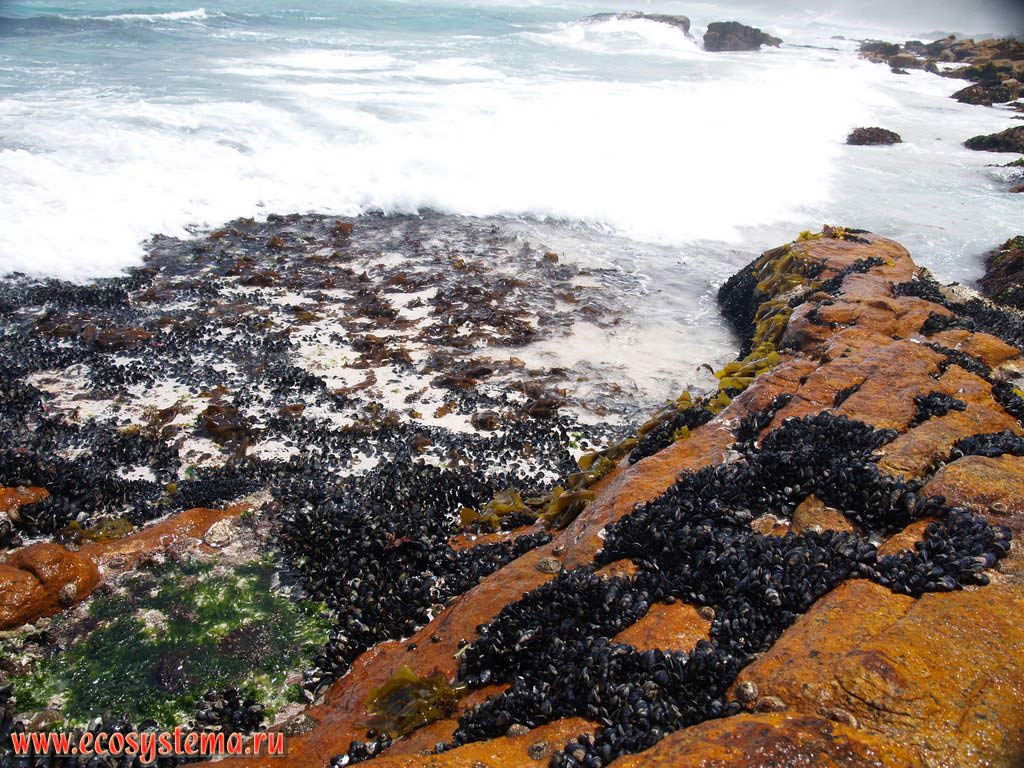The mussel (Mytilidae family) colony in the surf zone of the Atlantic Ocean. The Cape of Good Hope, South coast of South African Republic