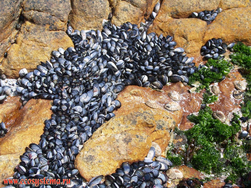 The mussel (Mytilidae family) and Top Seashells (Limpet, Patellidae) colony in the surf zone of the Atlantic Ocean.
The Cape of Good Hope, South coast of South African Republic