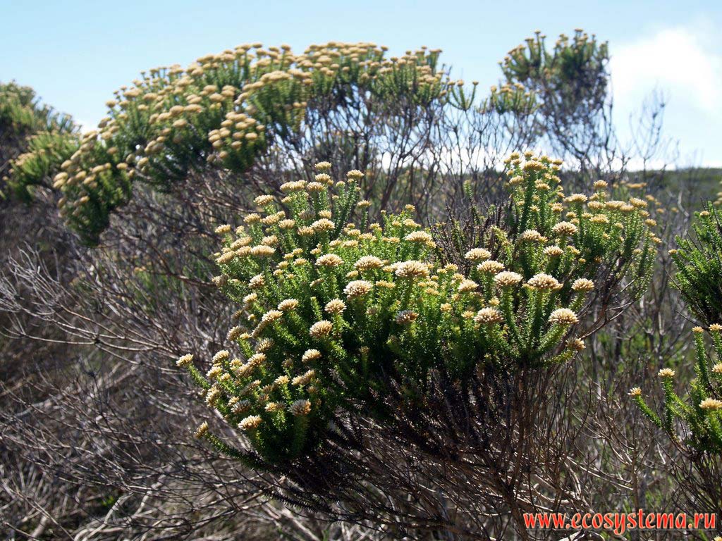 Shrub vegetation of the coastal phrygana at the foothills of Cape Fold Belt Mountains. The Cape of Good Hope, Atlantic ocean coast, South African Republic